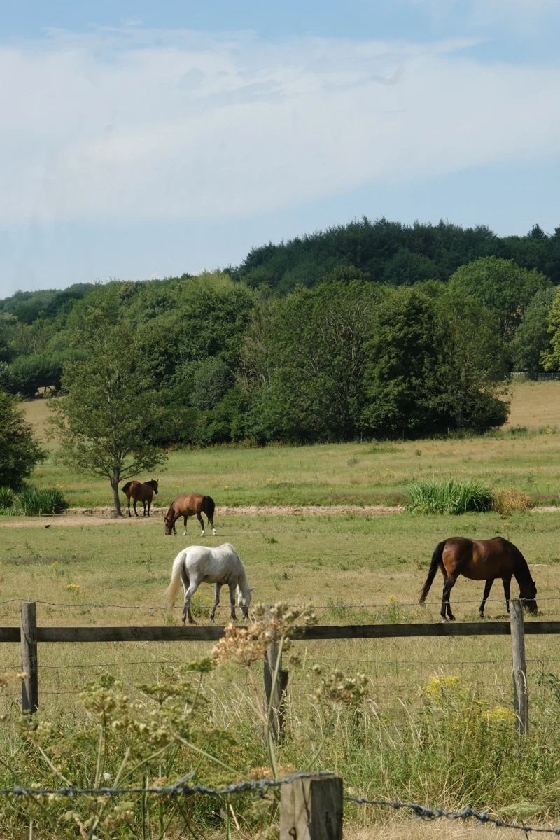 Grazing animals in the countryside