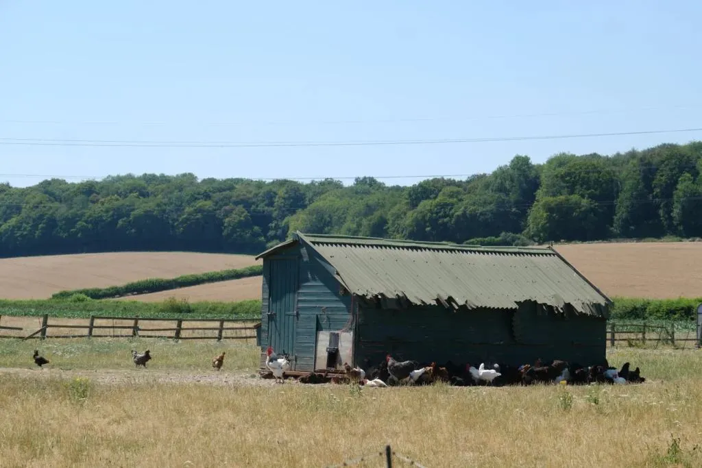 Countryside near The Wild Root